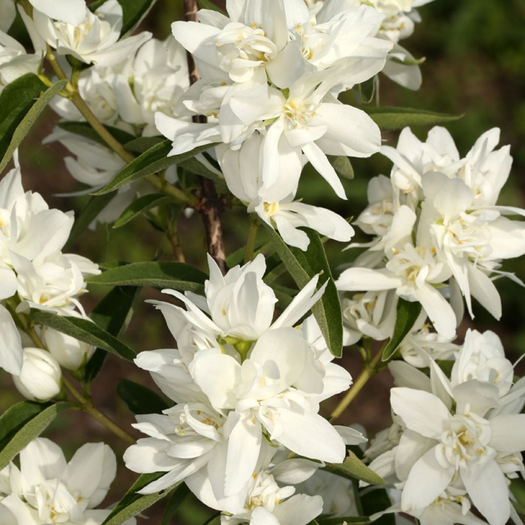 Philadelphus Komsomolec - Boerenjasmijn