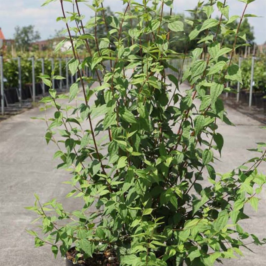 Philadelphus Lemoinei - Seringat de Lemoine