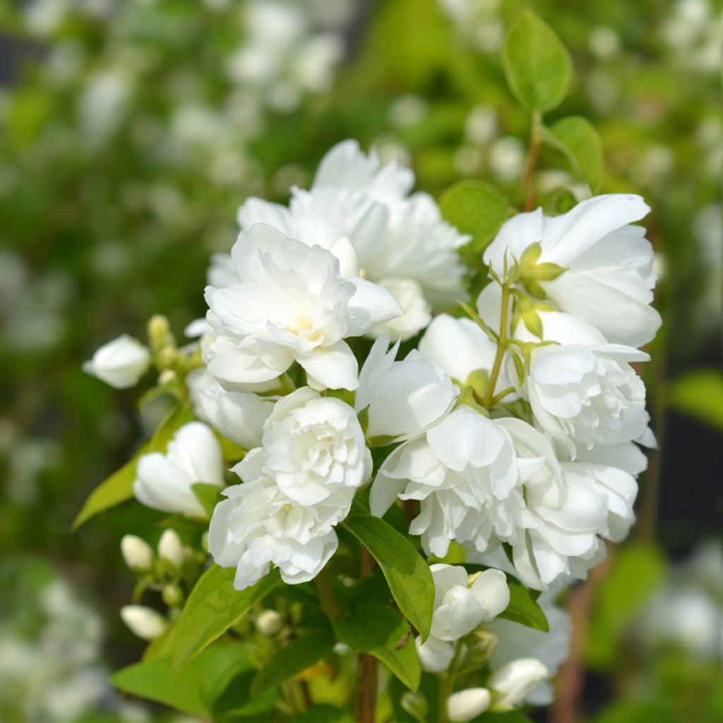 Philadelphus Virginal - Boerenjasmijn