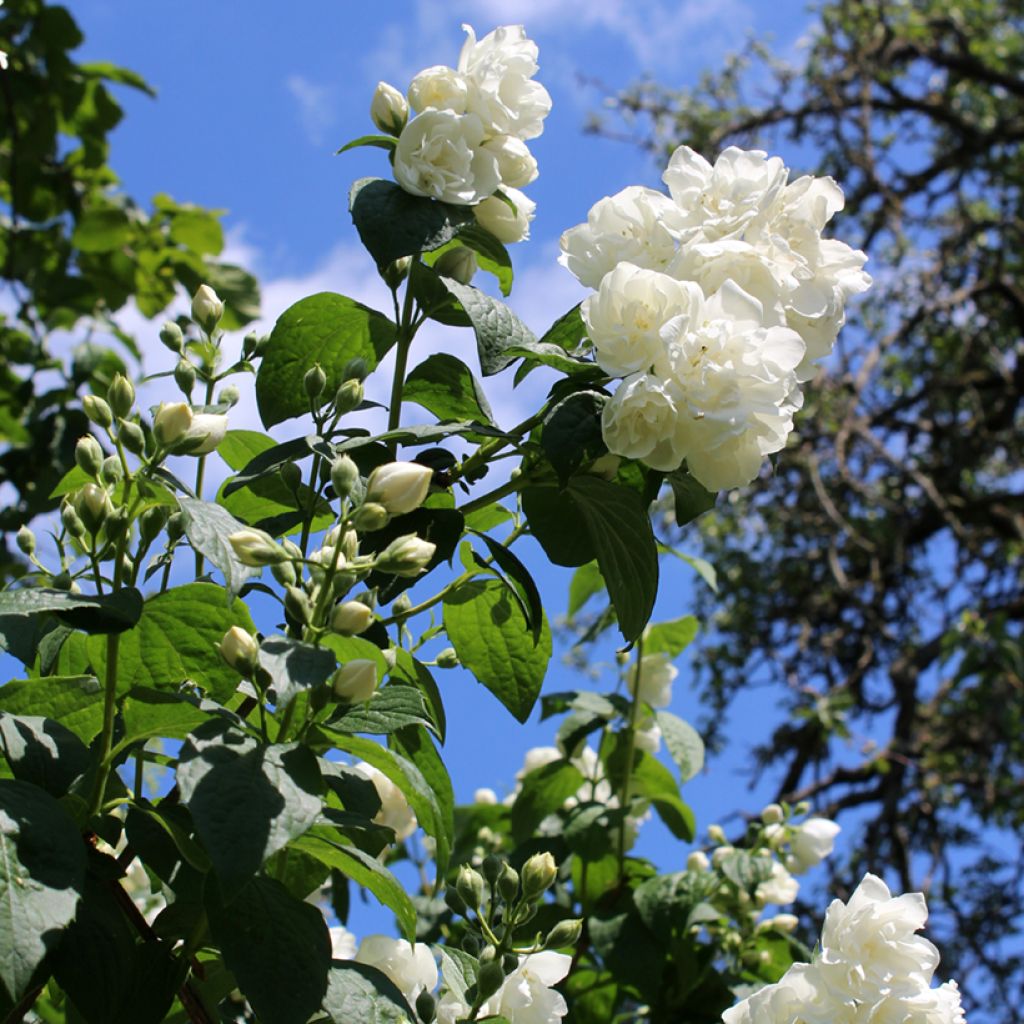 Philadelphus Virginal - Boerenjasmijn