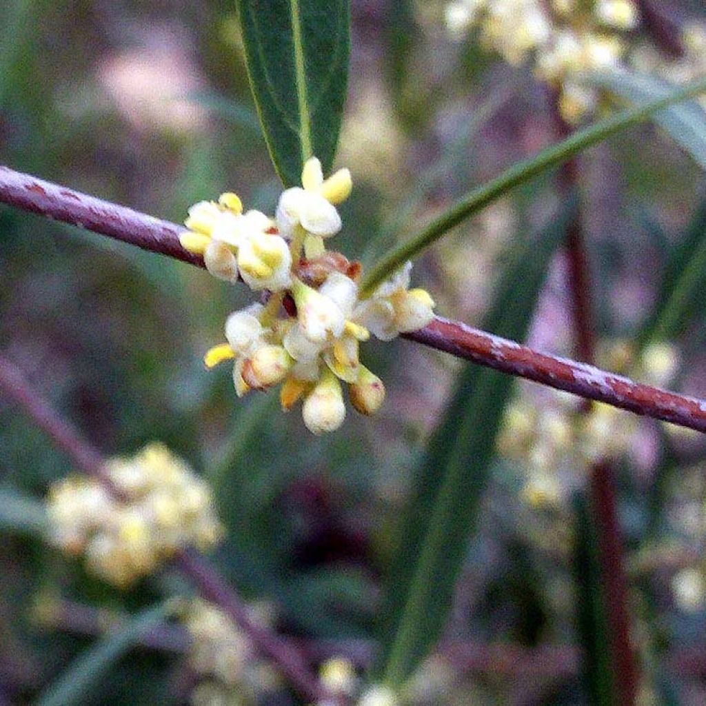 Phillyrea angustifolia - Steenlinde