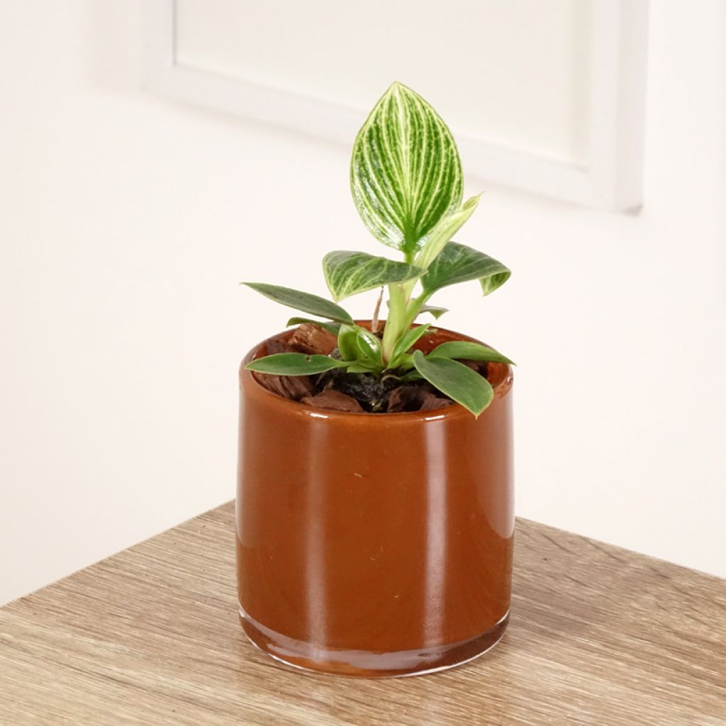 Philodendron Birkin Ribbon