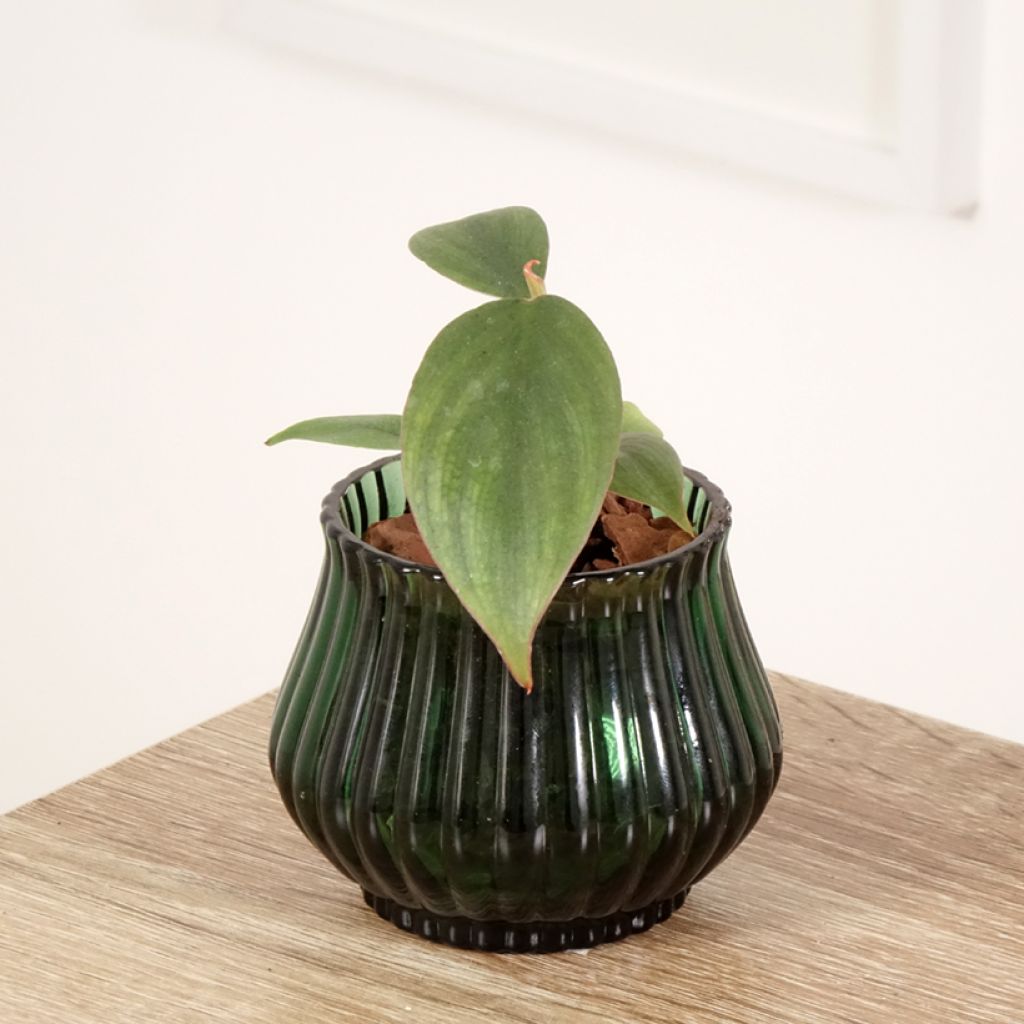 Philodendron sp Colombia