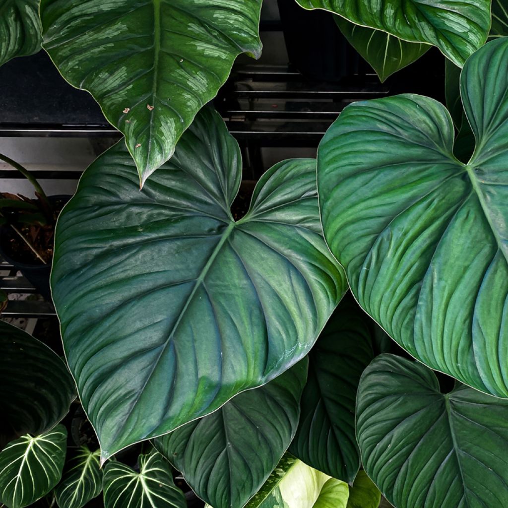 Philodendron sp Colombia