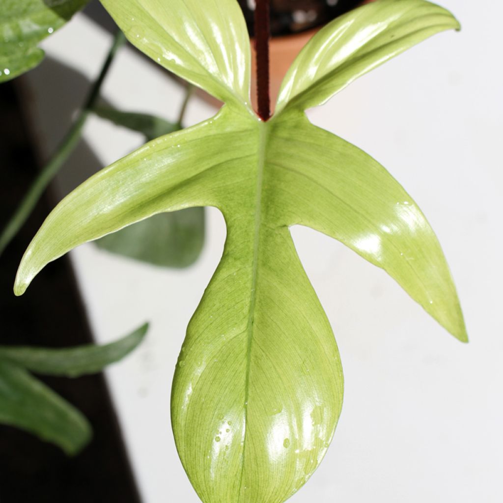 Philodendron Florida Ghost