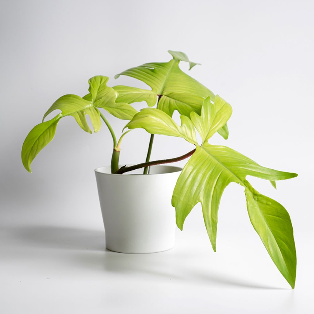 Philodendron Florida Ghost