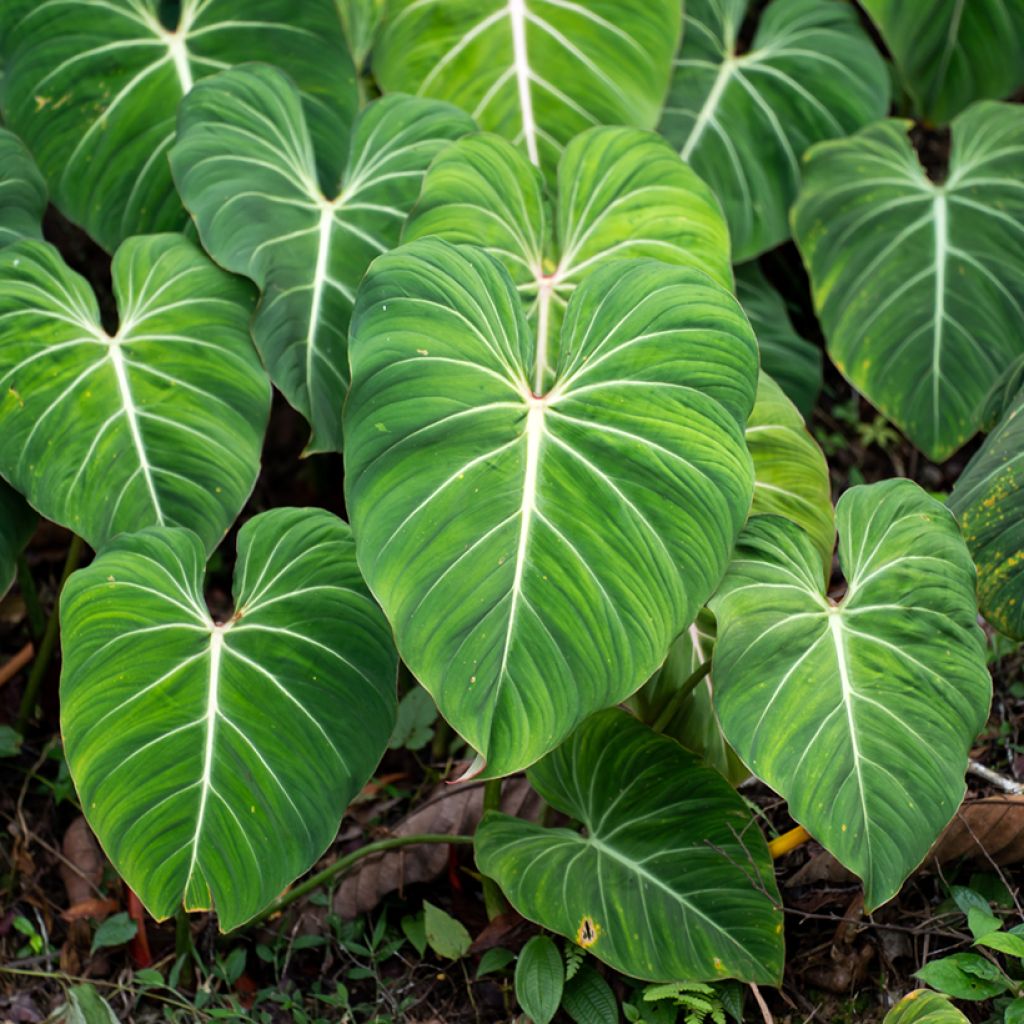 Philodendron gloriosum