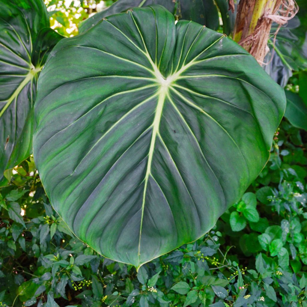 Philodendron gloriosum