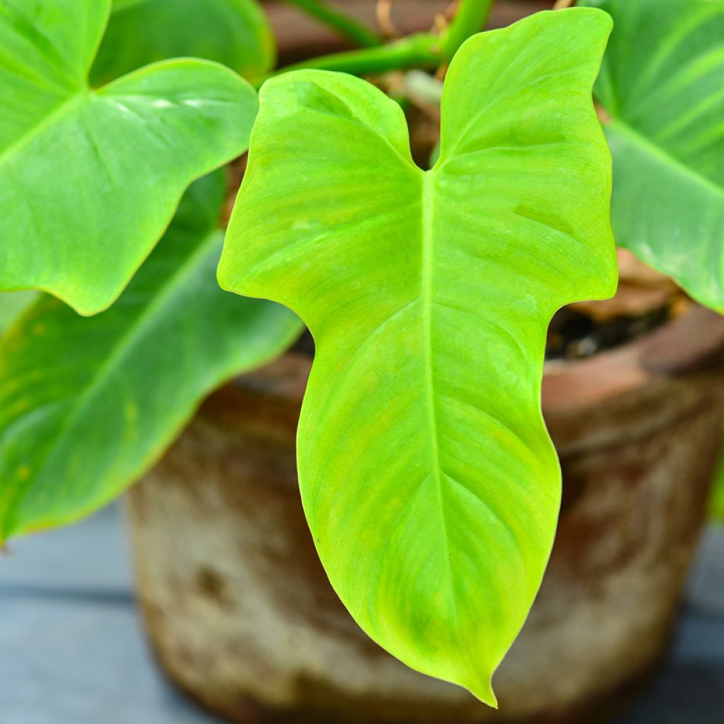 Philodendron Golden Violin