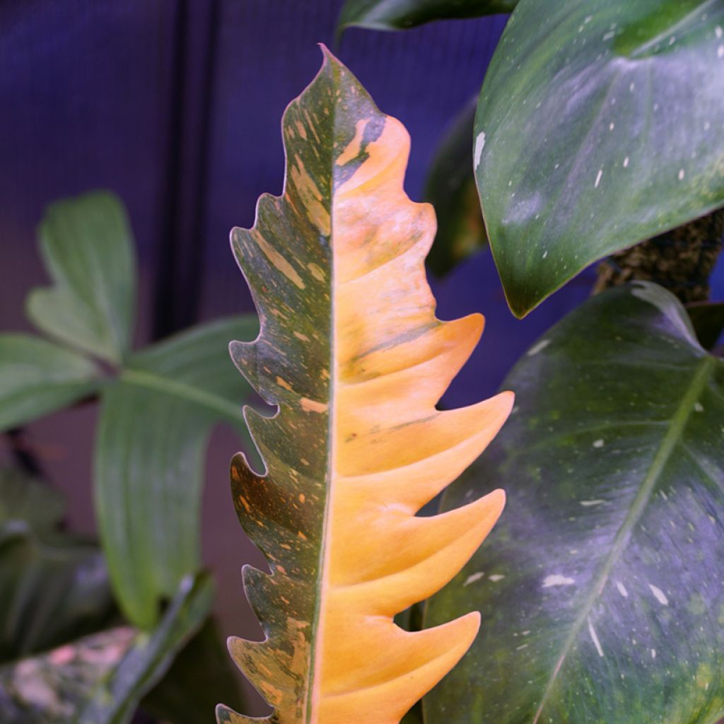 Philodendron Narrow Ring of Fire