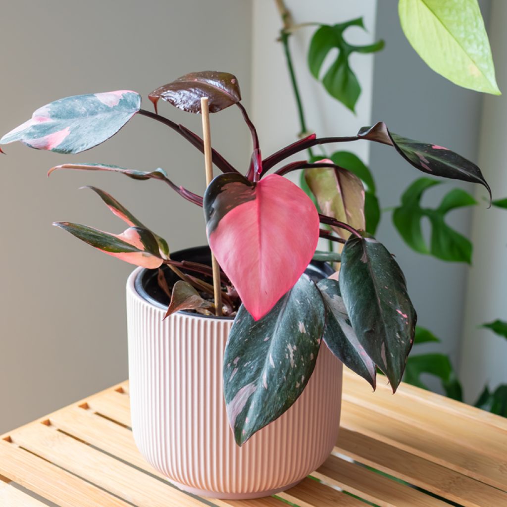 Philodendron Pink Princess