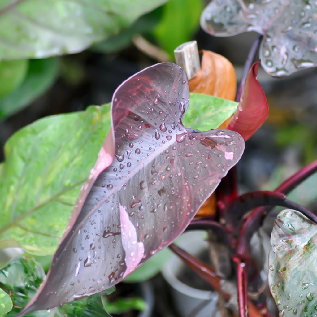 Philodendron Pink Princess