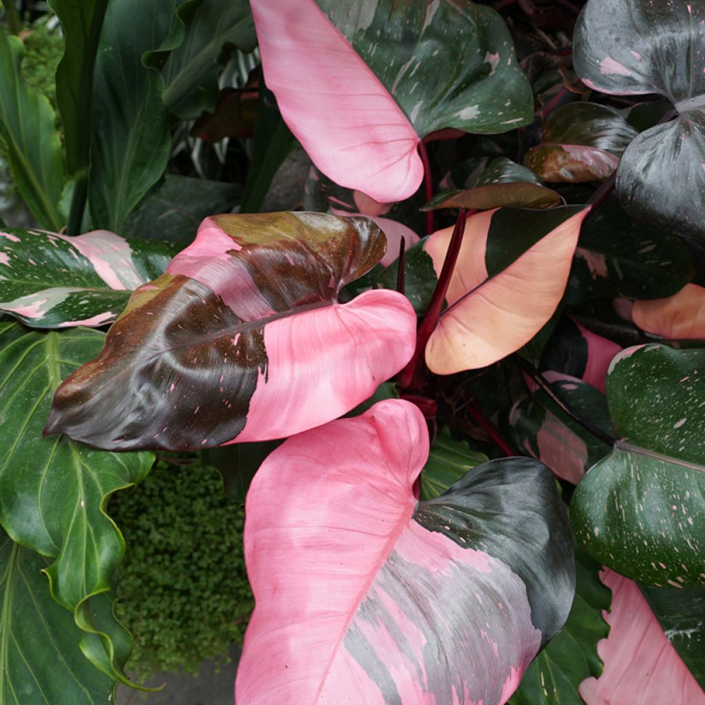 Philodendron Pink Princess