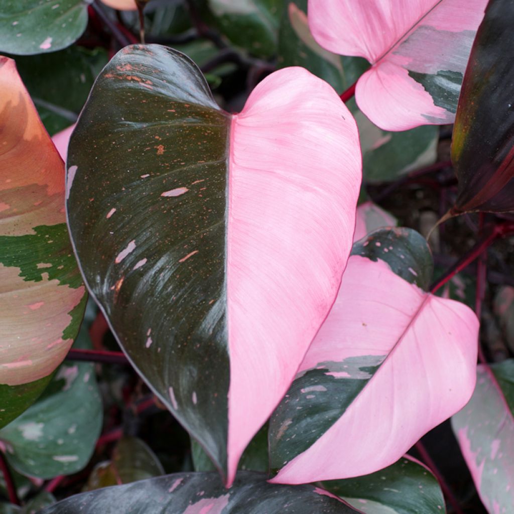 Philodendron Pink Princess