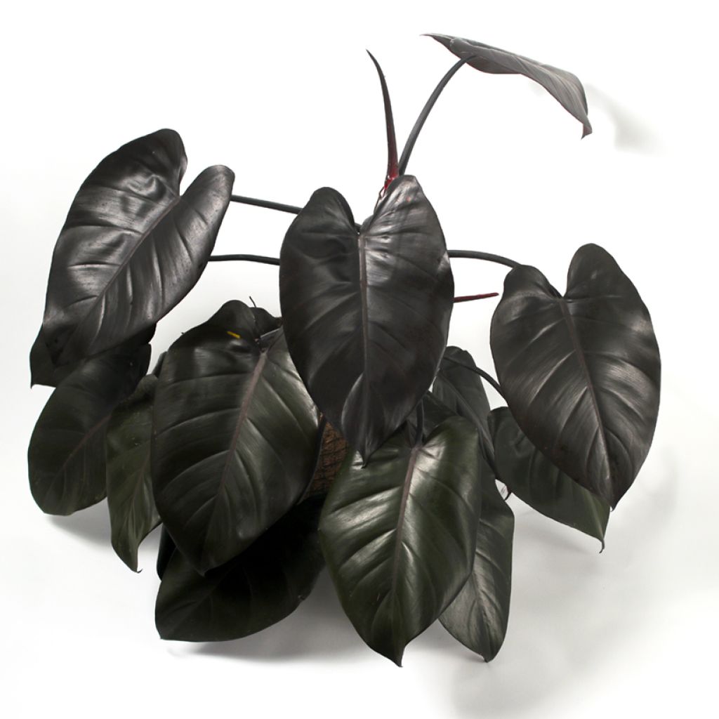 Philodendron Royal Queen