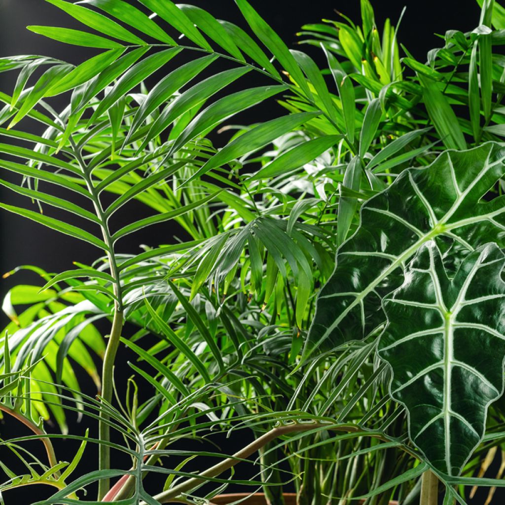 Philodendron tortum