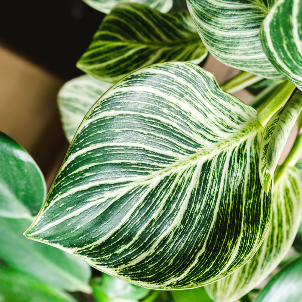 Philodendron Birkin White Measure