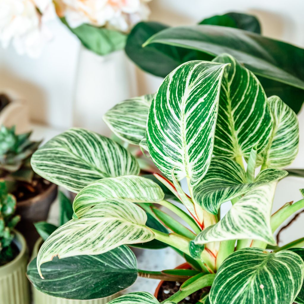 Philodendron Birkin White Measure