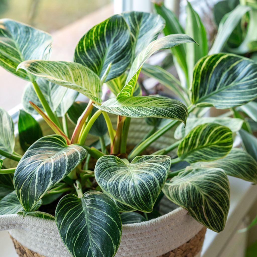 Philodendron Birkin White Measure