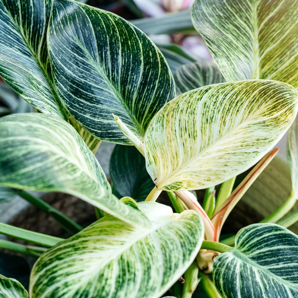 Philodendron Birkin White Measure
