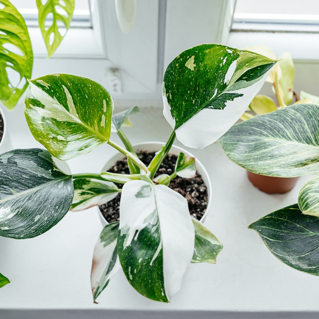 Philodendron White Princess