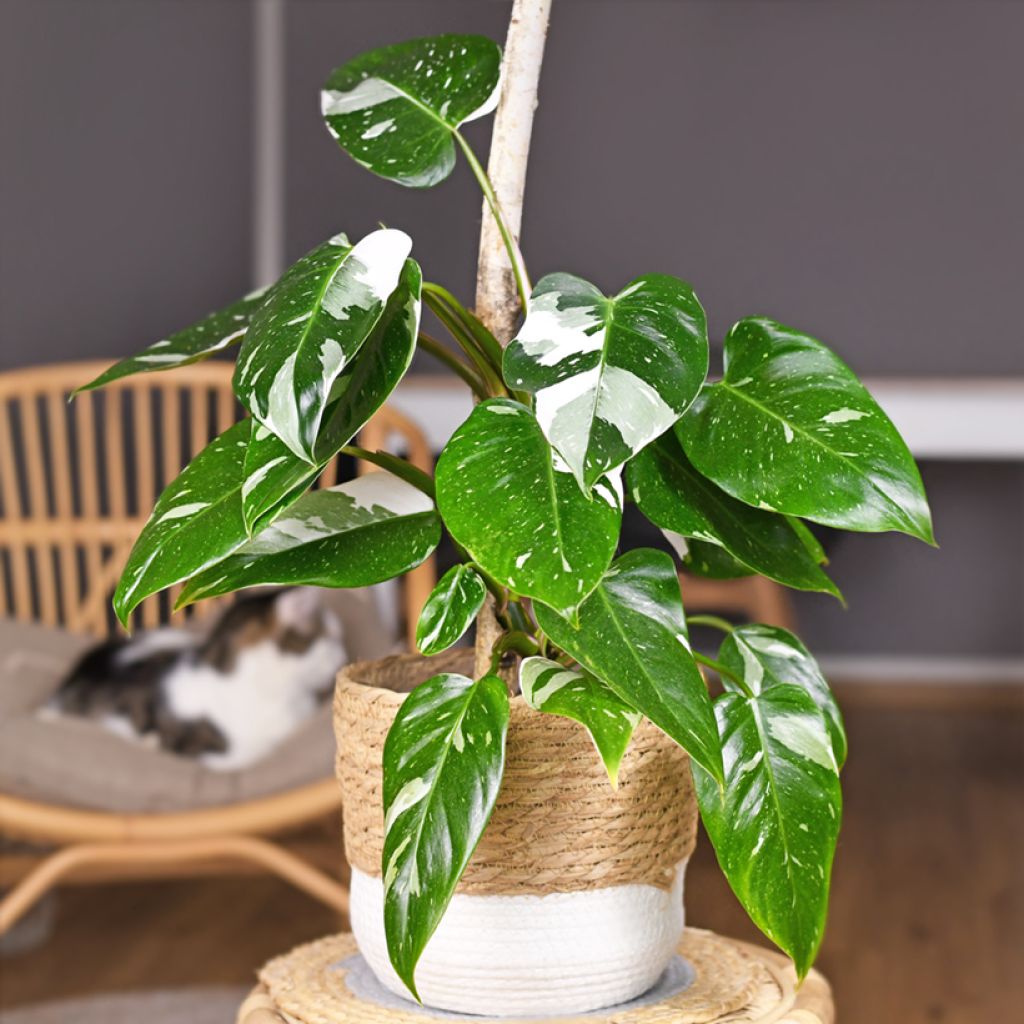 Philodendron White Princess