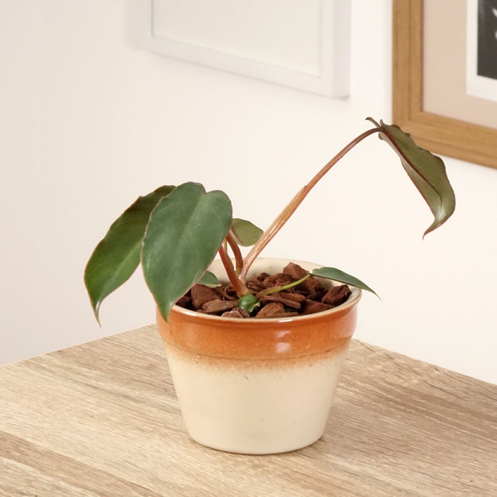 Philodendron billietiae x atabapoense