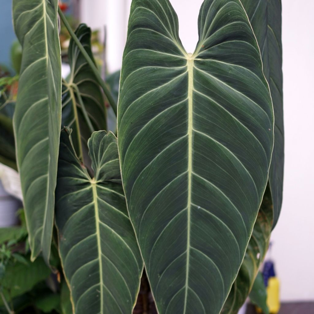 Philodendron melanochrysum - Zwartgoudphilodendron