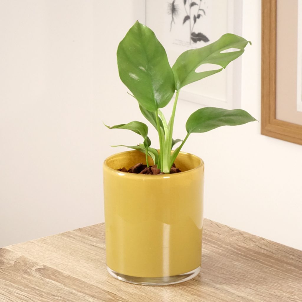 Rhaphidophora tetrasperma - Mini Monstera