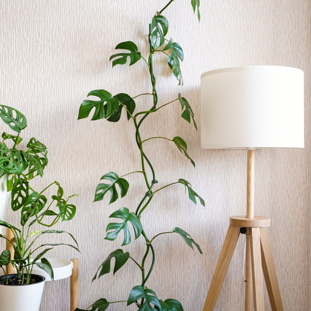 Rhaphidophora tetrasperma - Mini Monstera