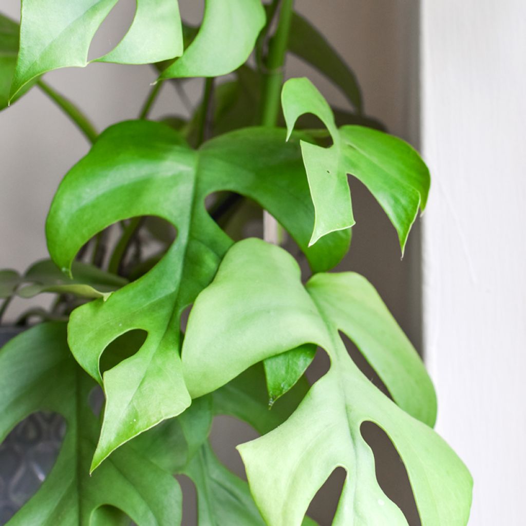 Rhaphidophora tetrasperma - Mini Monstera