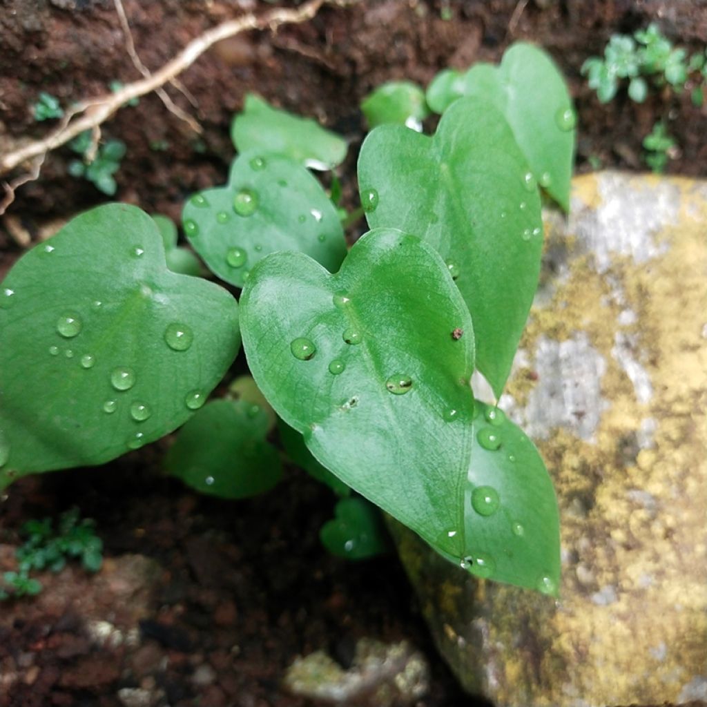 Philodendron hederaceum - Hartbladige philodendron