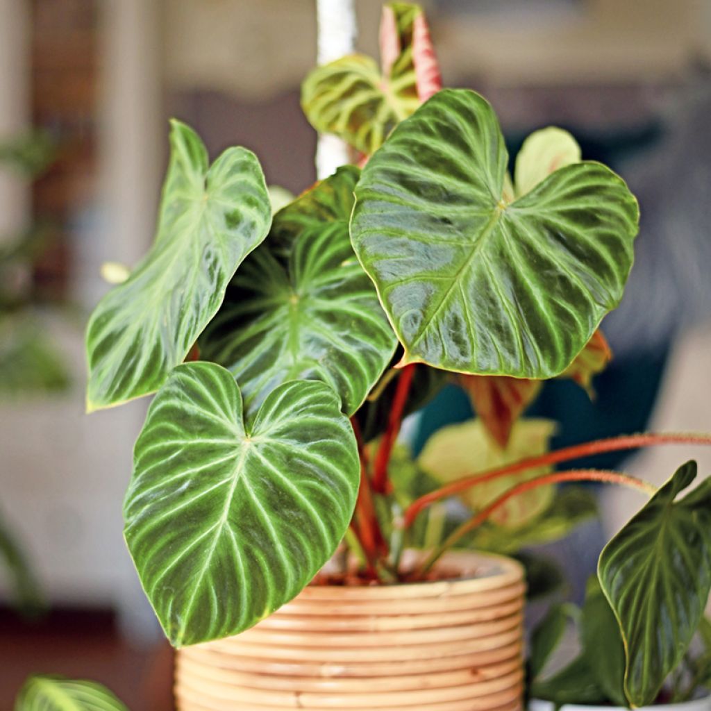 Philodendron verrucosum