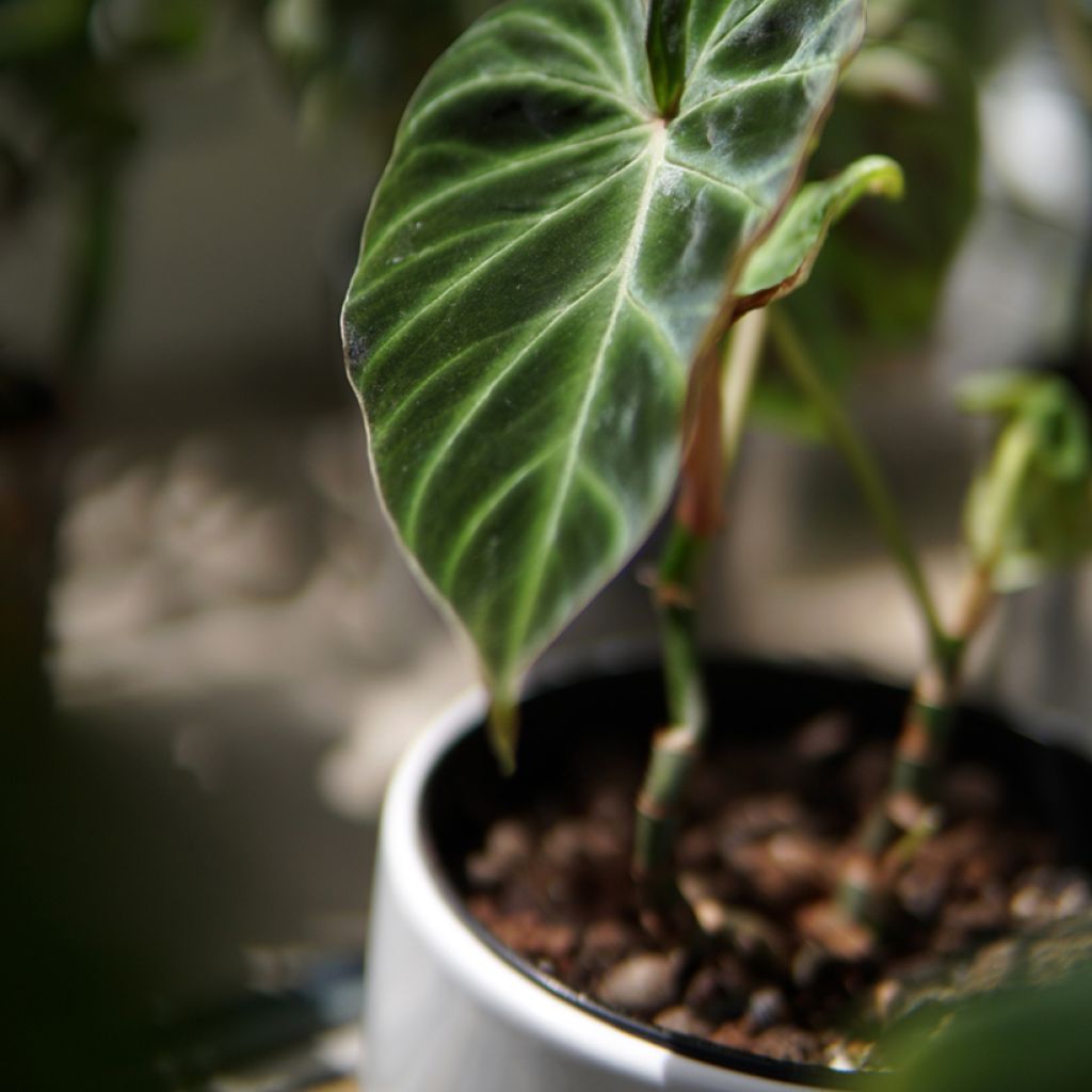 Philodendron verrucosum