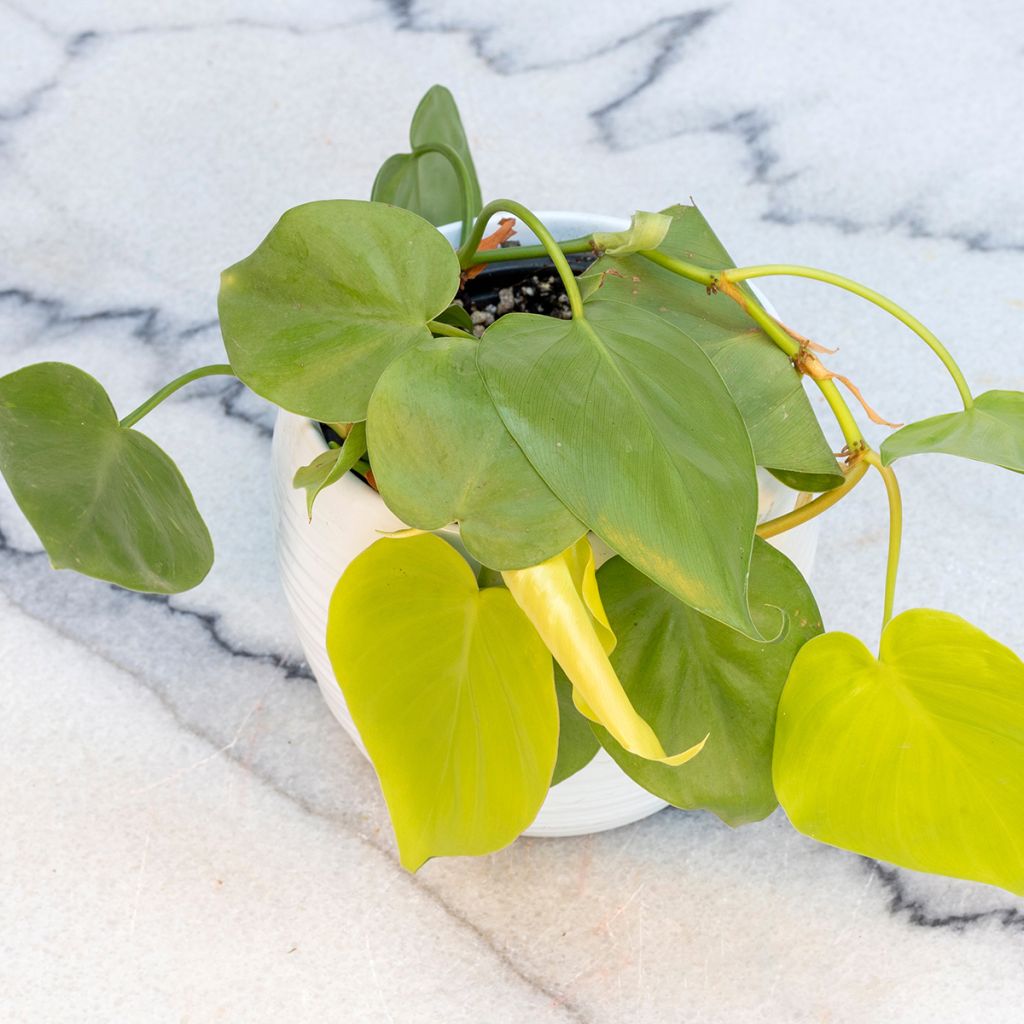 Philodendron Neon
