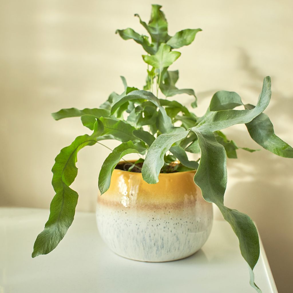 Phlebodium Blue Star - Fougère bleue