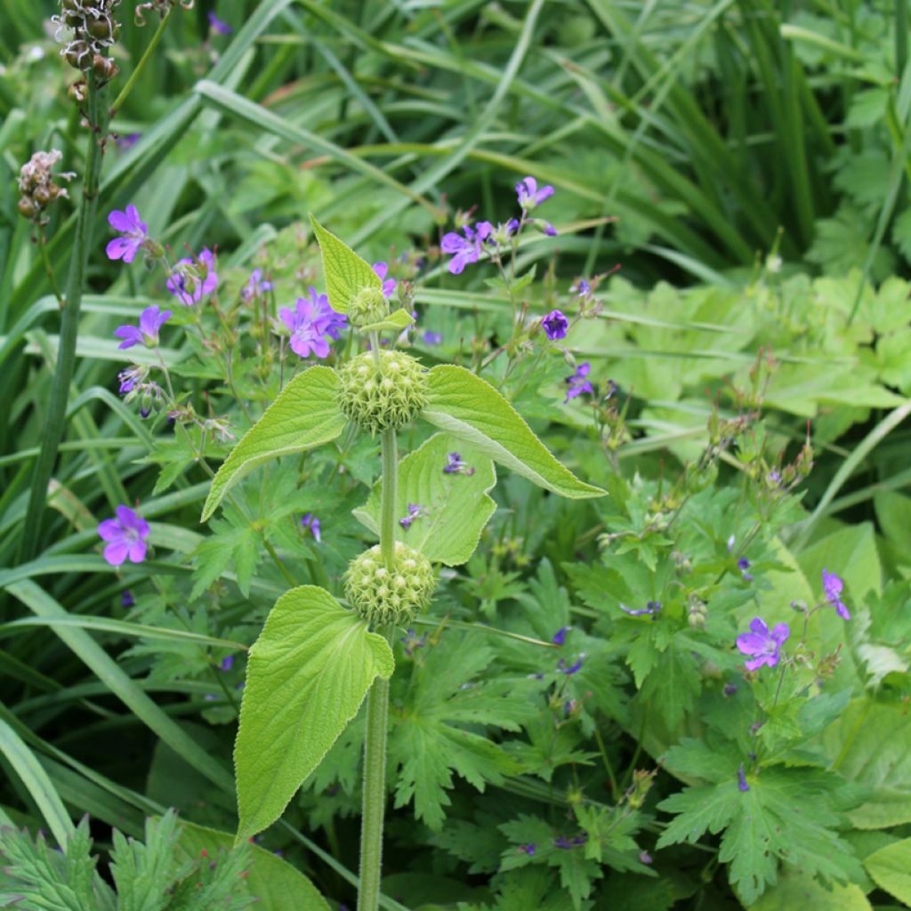 Phlomis russeliana - Brandkruid