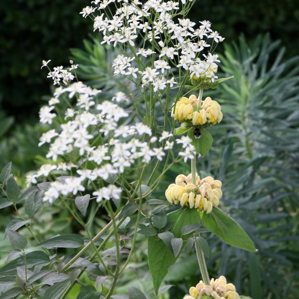 Phlomis russeliana - Brandkruid