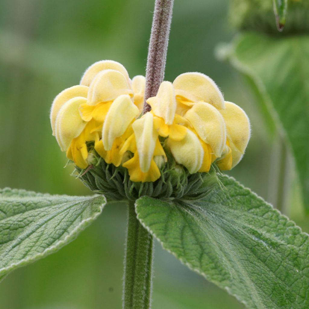 Phlomis russeliana - Brandkruid