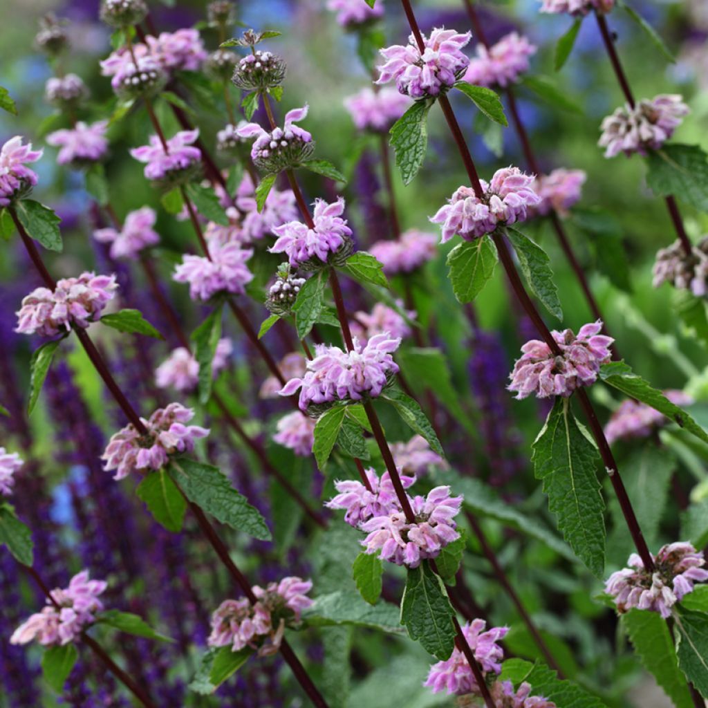 Phlomis cashmeriana - Brandkruid
