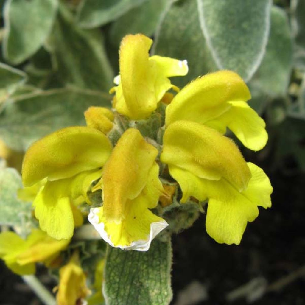 Phlomis fruticosa - Brandkruid
