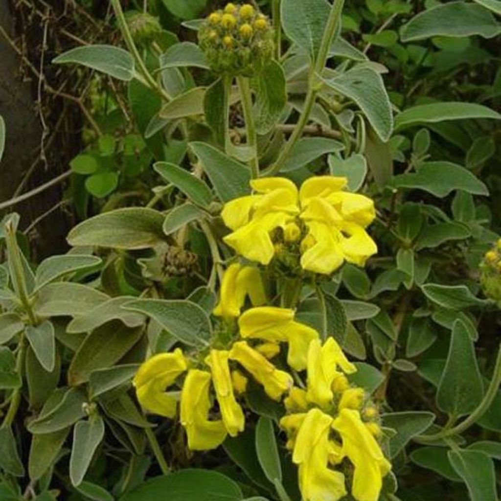 Phlomis fruticosa - Brandkruid