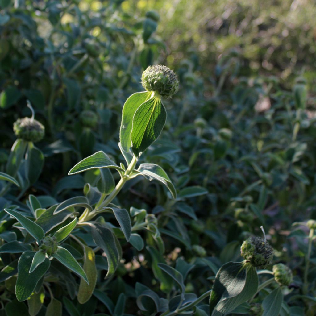 Phlomis fruticosa - Brandkruid
