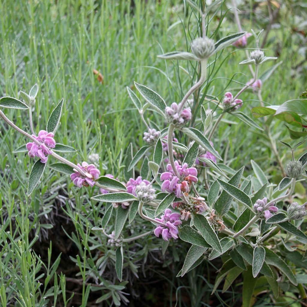 Phlomis purpurea - Brandkruid