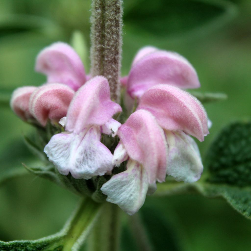 Phlomis purpurea - Brandkruid