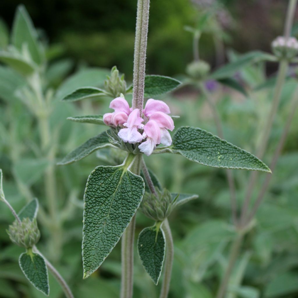 Phlomis purpurea - Brandkruid