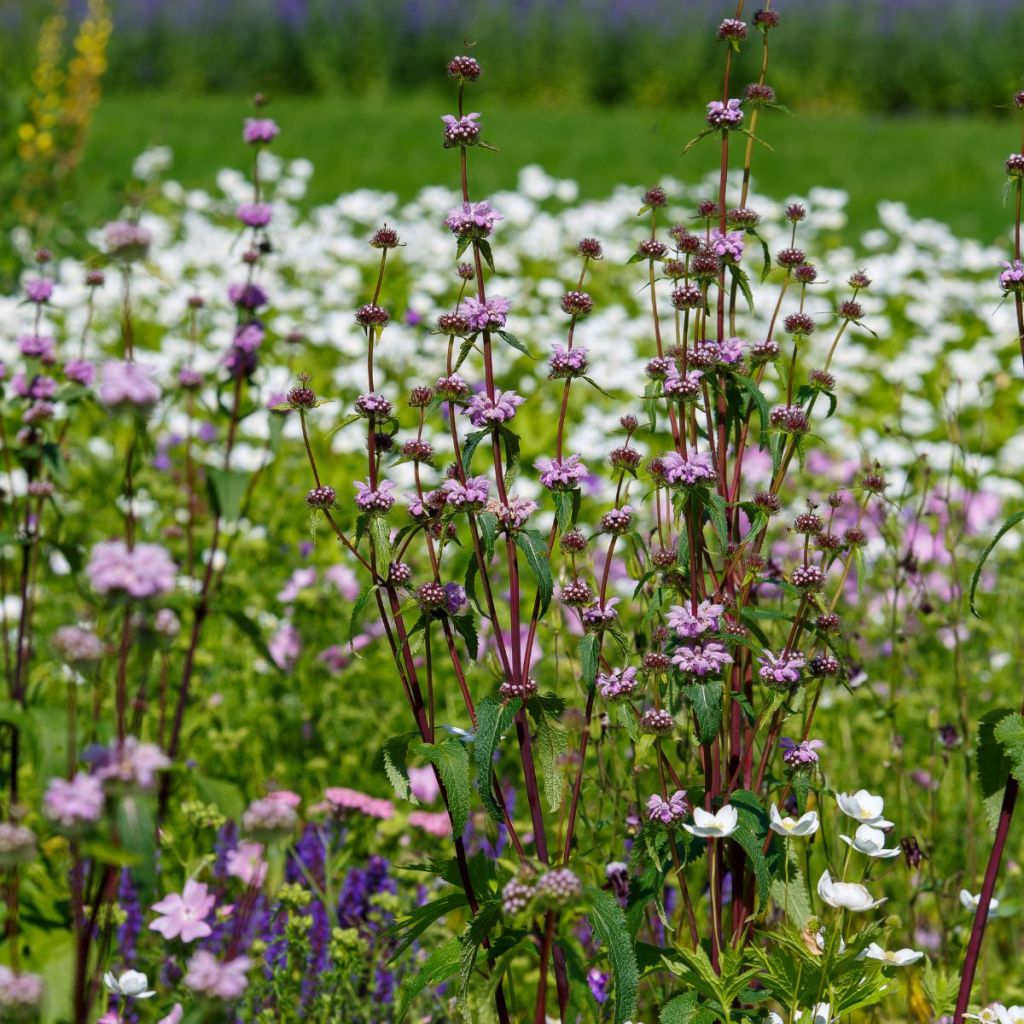 Phlomis tuberosa Prima Donna - Brandkruid