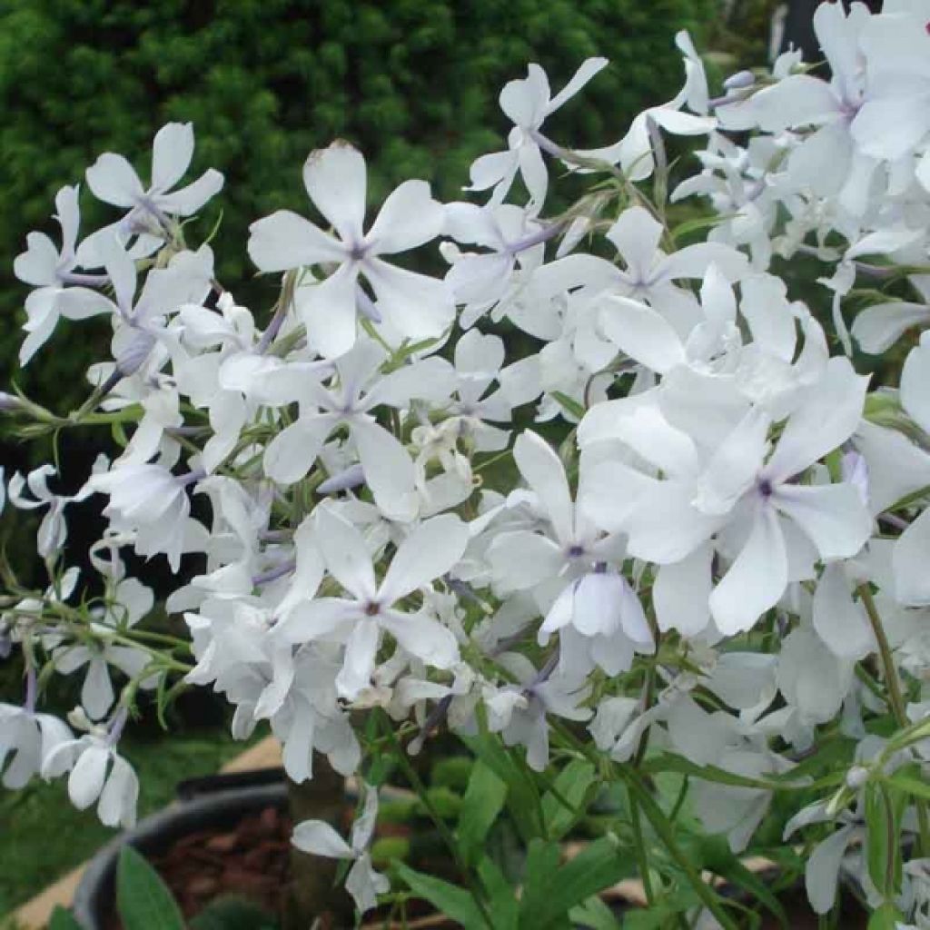 Phlox divaricata White Perfume - Voorjaarsvlambloem