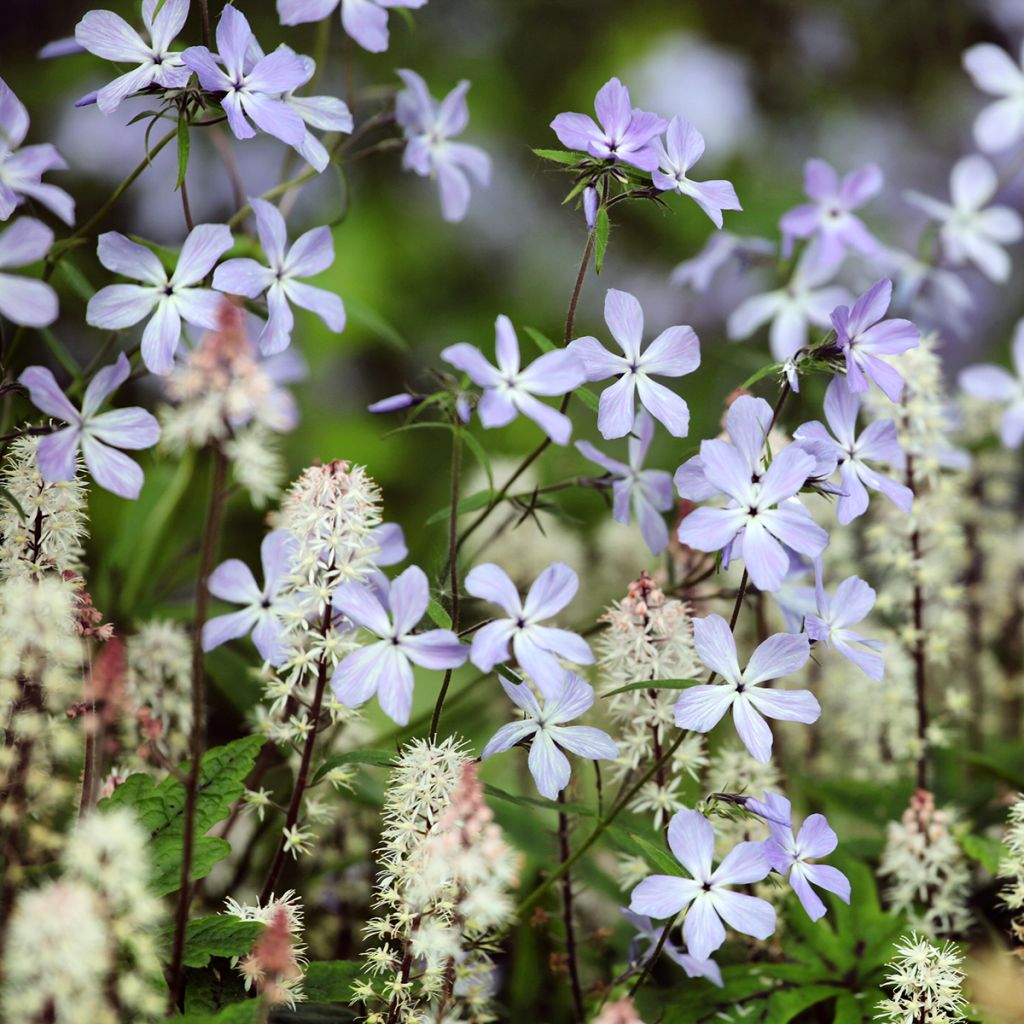 Phlox divaricata Clouds of Perfume - Voorjaarsvlambloem