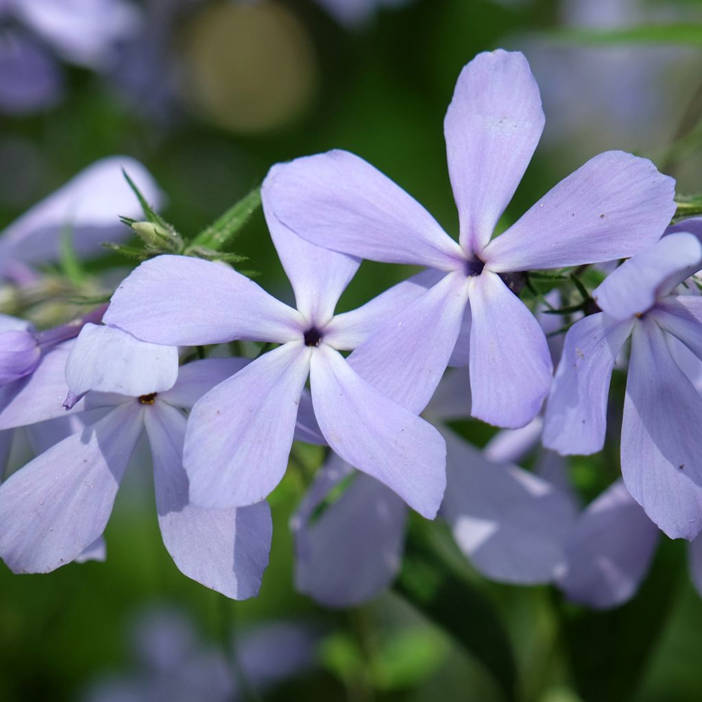 Phlox divaricata Clouds of Perfume - Voorjaarsvlambloem